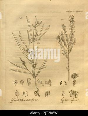 Transaktionen der Linnean Society of London, Band 10 - TAB. 19. Stockfoto