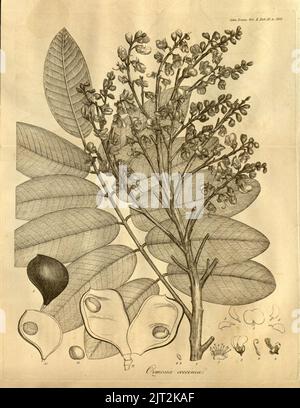 Transaktionen der Linnean Society of London, Band 10 - TAB. 25. Stockfoto