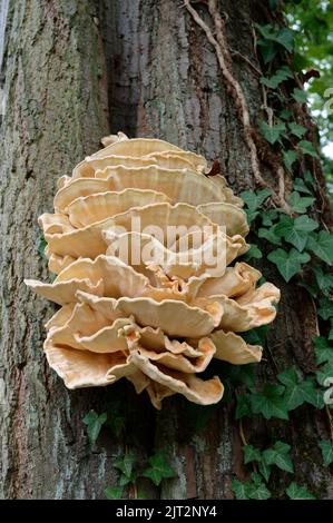 Laetiporus sulfureus Schwefel Schelfeis oder Huhn des Waldes, das aus einem Baumspalt im Park wächst Stockfoto