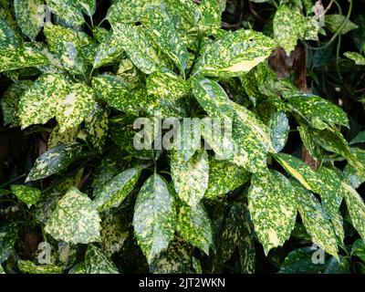 Stark gelb gefleckte Blätter des winterharten, bunten immergrünen Strauches, Aucuba japonica 'Marmorata' Stockfoto