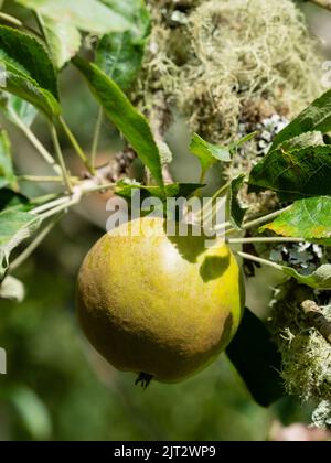 Spätsommerfrucht der traditionellen Apfelsorte Malus x domestica Cornish Gilliflower Stockfoto