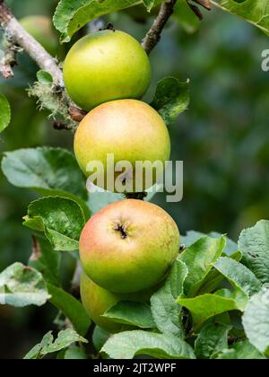 Spätsommerfrucht des kochenden Apfels, Malus x domestica 'Improved Keswick' Stockfoto