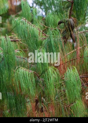 Hängende grüne und braune Nadeln der immergrünen Nadelbäume, Pinus patula, zeigen die Wirkung der Dürre von 2022 Stockfoto