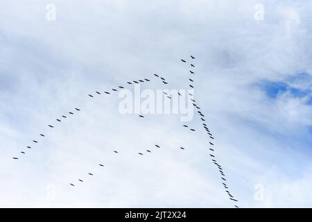 Der gewöhnliche Kranich (Grus grus), auch als Eurasischer Kranich bekannt, ist ein Vogel der Familie Gruidae, der Kraniche. Eine mittelgroße Art, es ist die einzige cr Stockfoto