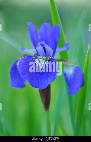 Eine vertikale Aufnahme einer sibirischen Iris (Iris sibirica), die auf einer Wiese wächst Stockfoto