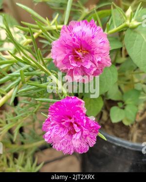 Eine Nahaufnahme von leuchtend rosa Moosrosen-Purslanen in einem sonnigen Garten, der von kleinen Blättern umgeben ist Stockfoto