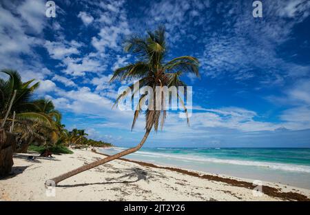 Eine schiefe Palme an einem weißen Strand unter einem hellen, bewölkten Himmel in Tulum, Mexiko Stockfoto