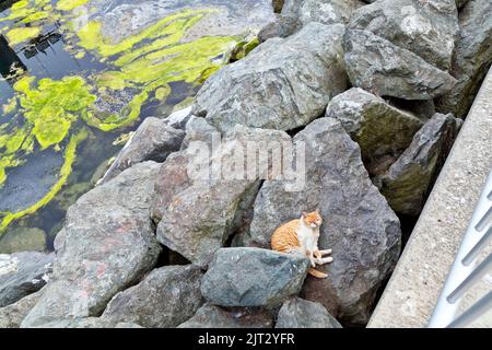 Verlassene, obdachlose, vernachlässigte Katze 'Felis catus' (Hauskatze) ruhend, im Hafen verlassen. Stockfoto