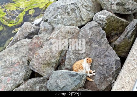 Obdachlose, verlassene, vernachlässigte Katze "Felis catus" (Hauskatze), die entlang von Verstärkungsfelsen, Fischerbootdocks/Hafen ruht."""""""""""""""""" Stockfoto