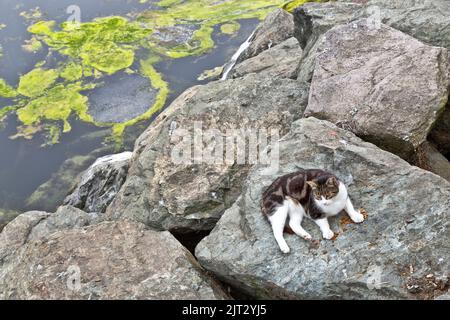 Verlassene, obdachlose Katze 'Felis catus' (Hauskatze), die sich an Verstärkungsfelsen ausruhte, verbliebenes Katzenfutter, Fischerboot, Hafen, bedeckt mit Nebel. Stockfoto