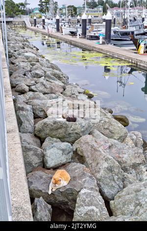 Obdachlose, verlassene, vernachlässigte Katzen, 'Felis catus' (Hauskatzen), die sich an Verstärkungsfelsen ausruhen, Fischerboothafen, Kalifornien. Stockfoto