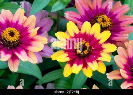Blüten von Zinnia 'Profusion Red Yellow Bicolor' purpurner Halo in der Mittelblume, schöne einjährige Pflanze geeignet für die Aussaat in Blumenbeeten Stockfoto
