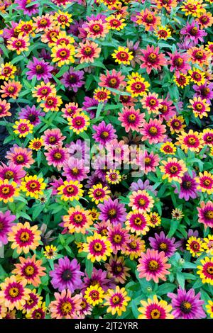 Bunte viele Blumen von Zinnia 'Profusion Red Yellow Bicolor' Annuals Bettwäsche Pflanzen Zinnias Blumenbeet Stockfoto