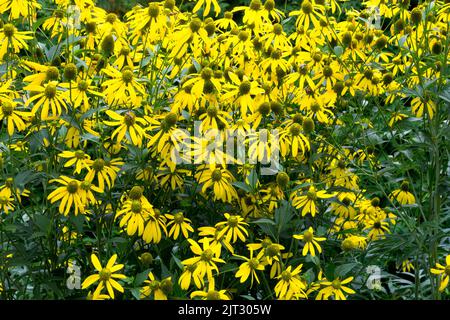 Kutblatt-Kegelblume, Rudbeckias, Pflanzen, Rudbeckia laciniata, hoher Kegelblume, Gelb, Krautig, Kegelblumen Stockfoto