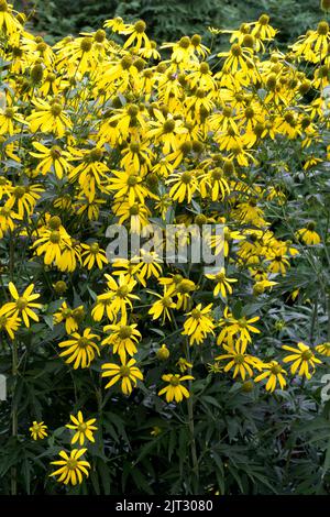 Krautig, Gloriosa Gänseblümchen, Garten, Blumenblume, Rudbeckia laciniata, Blühend, Winterfest, Rudbeckia, Hohe Kegelblume, Blühend Stockfoto