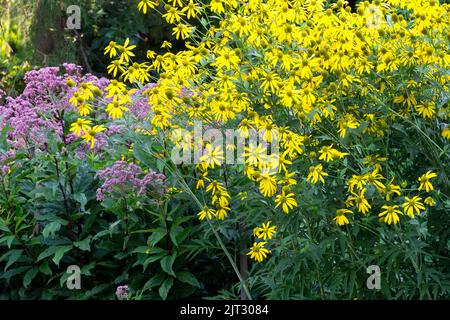 Rudbeckia laciniata im Garten, Kegelblume, Gelbes Rudbeckias, hoher Kegelblume, Blüte, Winterharte Krautige Pflanze Joe Pye Weed Stockfoto