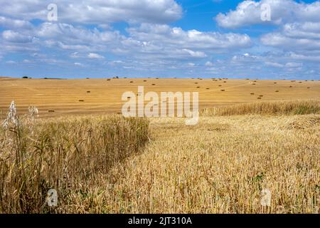 Blick auf ein Getreidefeld mit quadratischen Strohballen im South Downs National Park, East Sussex, Englandj Stockfoto