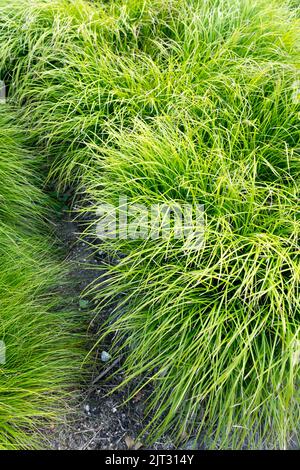 Hardy, Perennial, Gräser, Carex pediformis, Sedge, Ziergräser, Garten, Grenze, Ziergras, Ränder Stockfoto