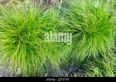 Carex humilis 'Trimburg', Gräserklumpen, Sedge, Garden, Perennial, Pflanze, Hardy Grass Bodenbedeckungspflanzen Stockfoto