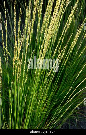 Lila Moorgras, Molinia caerulea, Moorgras, Molinia Haidebraut, Ornamental, Gras, Molinia, Pflanze Stockfoto