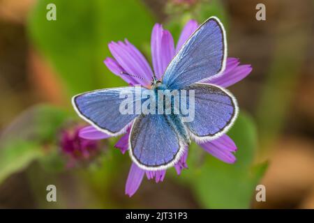 Evergreen Mountain, Cascade Range, Mt. Baker-Snoqualmie National Forest, Staat Washington, USA Stockfoto