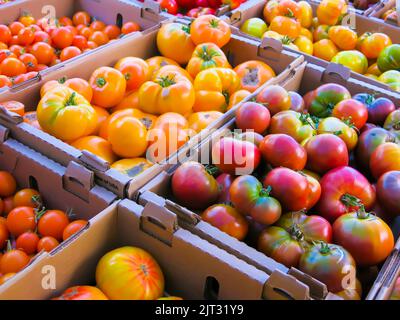 dy geerntete Erbstücktomaten bereit zum Verkauf Stockfoto