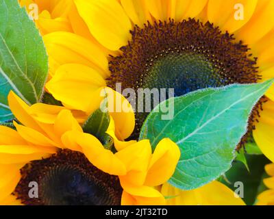 Nahaufnahme Sonnenblumen Stockfoto