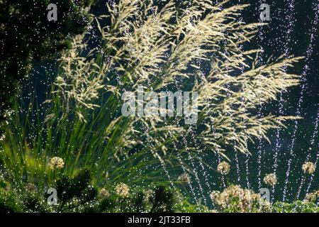 Hohe Gräser Bewässerung Garten Wasser Sprinkler Sommer, Sprühen Gräser, Chee Grass, Stipa splendens, Stipa splendens Stockfoto