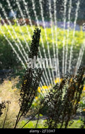 August, Bewässerung, Pflanzen, Garten, Spritzen, Samenköpfe, Wüstenkerze Mitte Sommer, Fuchsschwanz-Lily, Eremurus Stockfoto