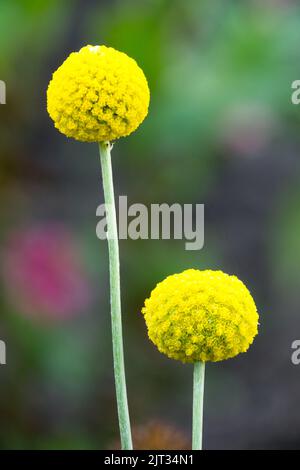 Craspedia globosa Drumsticks Billy Buttons Blume, zwei gelbe Kugeln auf Stielen, Blumenportrait Pycnosorus globosus Stockfoto
