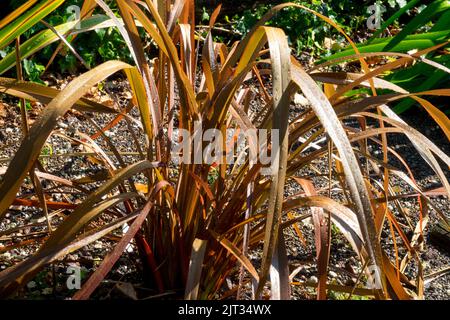 Neuseeländischer Flachs, Phormium-Tenax-Purpureum Stockfoto