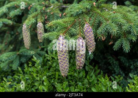 Junge Fichtenzapfen auf Ästen mit Harz im Wald Stockfoto