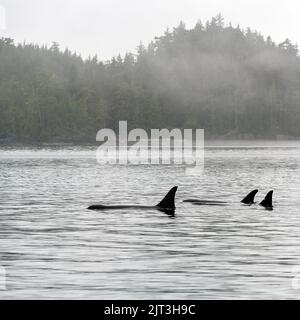 Drei Orca- oder Killerwale (Orcinus Orca) auf Walbeobachtungstour, Telegraph Cove, Vancouver Island, British Columbia, Kanada. Stockfoto
