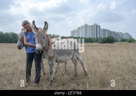 Mainz, Deutschland. 19. August 2022. Eseltrekerin Astreif Fölling hält zwei von neun Eselhengsten auf einem Gelände im Naturschutzgebiet Mainzer Sand auf der Weide. Die Beweidung hält die Landschaft offen und ermöglicht so den Erhalt seltener Pflanzenarten in diesem Steppengrasbiotop. (To dpa: 'Schafe und Esel als Naturschützer - Tierhalter brauchen Unterstützung') Quelle: Peter Zschunke/dpa/Alamy Live News Stockfoto