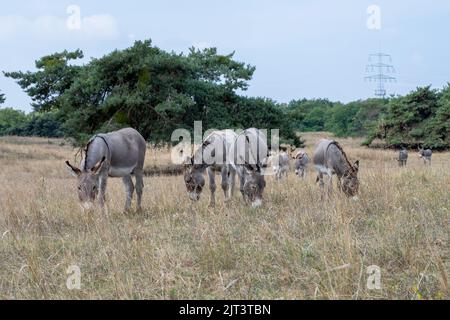 Mainz, Deutschland. 19. August 2022. Auf einem Gebiet im Naturschutzgebiet Mainzer Sand grasen Eselhengste. Die Beweidung hält die Landschaft offen und ermöglicht so den Erhalt seltener Pflanzenarten in diesem Steppengrasbiotop. (To dpa: 'Schafe und Esel als Naturschützer - Tierhalter brauchen Unterstützung') Quelle: Peter Zschunke/dpa/Alamy Live News Stockfoto