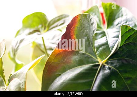 Hinterlsst Krankheiten von Anthurium. Die Bltter haben braune Flecken und  sind trocken. Blattfule oder Blattfleck. Probleme Mit Innenanlagen.  Unsachgeme Pflege Stockfotografie - Alamy