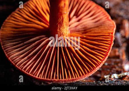 Nahaufnahme der Unterseite einer bunten Pilzmütze - North Carolina, USA Stockfoto