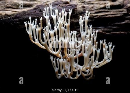 Kronkorallenpilz oder Kronkorallenpilz (Artomyces pyxidatus) - DuPont State Recreational Forest - Cedar Mountain, in der Nähe von Brevard, North Carolin Stockfoto