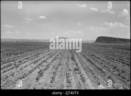 Tule Lake Segregation Center, Newell, Kalifornien. Dieses Feld von Erbsen (Laxton Progress) wurde gepflanzt. . . Stockfoto