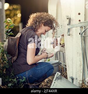 Eine Farmerin füttert auf dem Bauernhof ein Kalb von Hand. Stockfoto