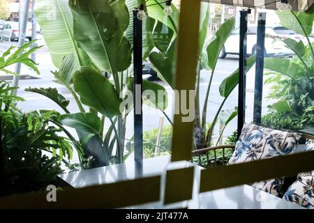 Essbereich im Freien im Holy Basil, einem thailändischen und laotischen Restaurant in Canley Wale – Sydney, Australien Stockfoto