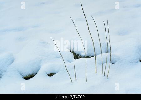 Strauchäste, die aus frisch herabgefallener Schneedecke ragen. Stockfoto