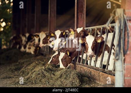 Je glücklicher die Kuh, desto besser die Milch. Eine Gruppe von Kühen, die in einem Stift in einer Scheune stehen. Stockfoto