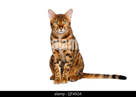 Bengalkatze sitzt mit einer neugierigen Schnauze vor einem isolierten weißen Hintergrund Stockfoto