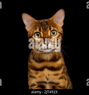 Lustiges Porträt einer bengalischen Katze mit neugieriger Schnauze und Blick auf isolierten schwarzen Hintergrund Stockfoto