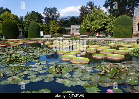 STUTTGART, WILHELMA, DEUTSCHLAND - 25. AUGUST 2022: Tropische Seerosen im zoologischen und botanischen Garten der Wilhelma in Stuttgart Stockfoto