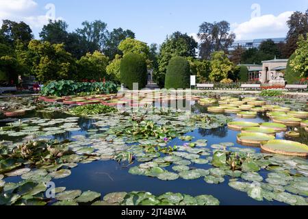 STUTTGART, WILHELMA, DEUTSCHLAND - 25. AUGUST 2022: Tropische Seerosen im zoologischen und botanischen Garten der Wilhelma in Stuttgart Stockfoto