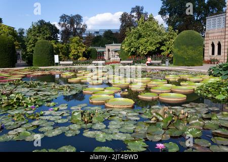 STUTTGART, WILHELMA, DEUTSCHLAND - 25. AUGUST 2022: Tropische Seerosen im zoologischen und botanischen Garten der Wilhelma in Stuttgart Stockfoto