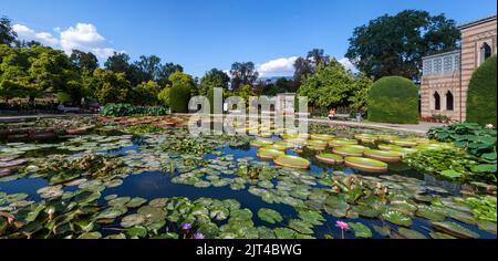 STUTTGART, WILHELMA, DEUTSCHLAND - 25. AUGUST 2022: Tropische Seerosen im zoologischen und botanischen Garten der Wilhelma in Stuttgart Stockfoto