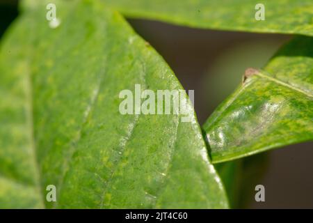 Verschiedene Fische, Familienurlaub, Tour, Tourismus, verschiedene Fischarten, azul, amazonas, Südamerika, Krabben, Urlaub, Arten von Fischen, bunt, Fisch ic Stockfoto
